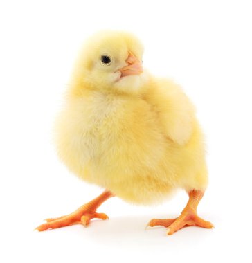 küçük sarı tavuk. 