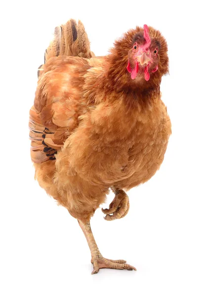 Gallina marrón aislada . — Foto de Stock