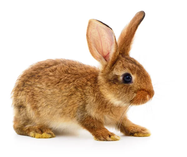 Braunes Kaninchen auf weiß. — Stockfoto