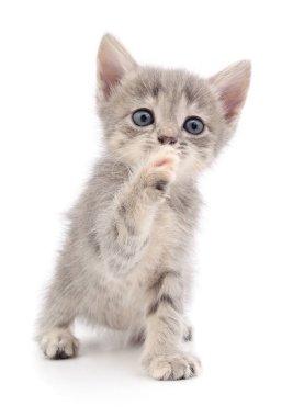 küçük gri kedicik.