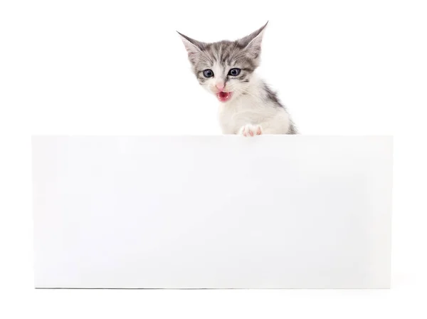 Gatito con blanco . — Foto de Stock