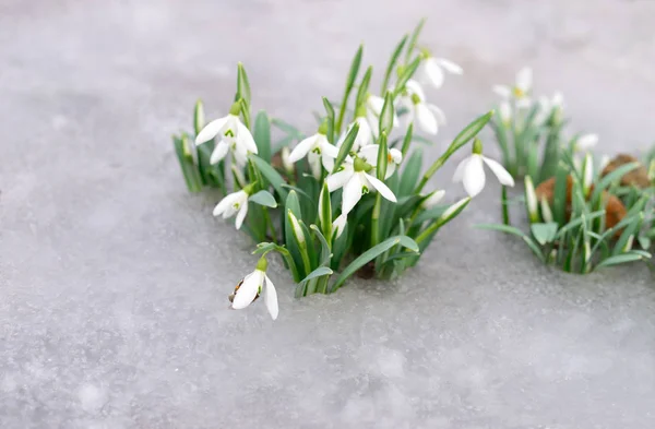 スノー ドロップと雪. — ストック写真