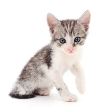 küçük gri kedicik.