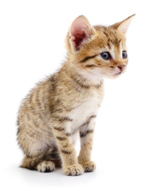 Küçük kahverengi yavru kedi.