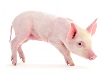 Beyaz üzerinde domuz.
