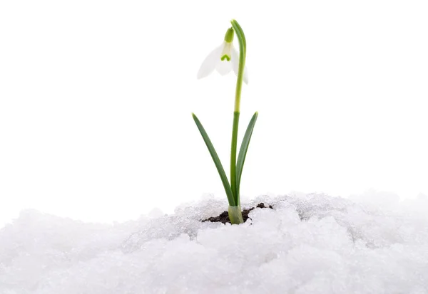 Caída de nieve y nieve . — Foto de Stock