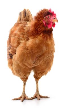 izole kahverengi tavuk.