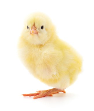 küçük sarı tavuk. 