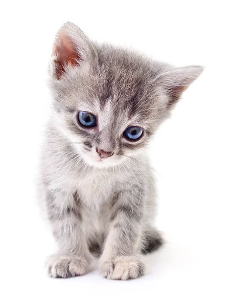 Pequeno gatinho cinzento . — Fotografia de Stock