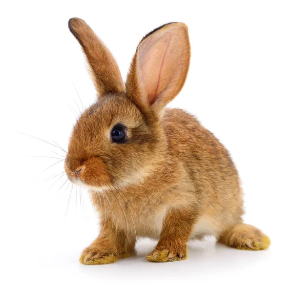 Braunes Kaninchen auf weiß. — Stockfoto