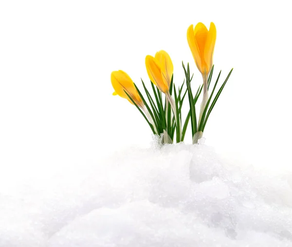 Crocuses and snow. Royalty Free Stock Images