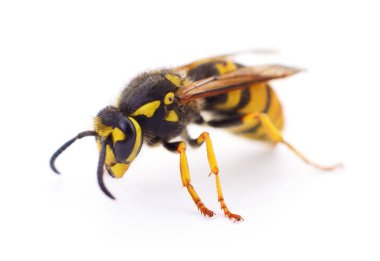 Eşek arısı beyaz üzerine izole.