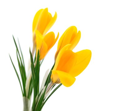 Sarı bahar çiğdemler.