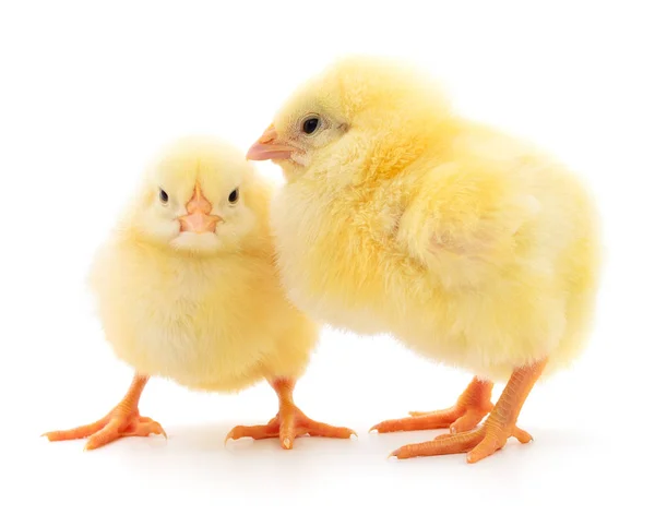 Δύο κοτόπουλα κίτρινο. — Φωτογραφία Αρχείου