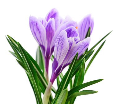 Mavi bahar çiğdemler.