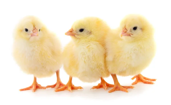 Three yellow chickens. — Stock Photo, Image