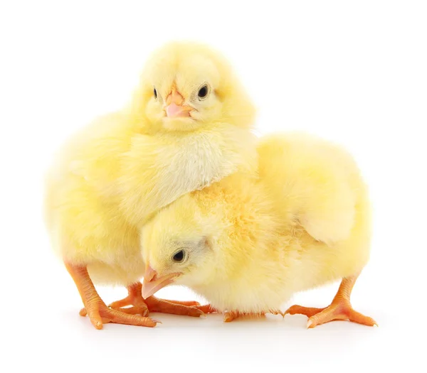 Δύο κοτόπουλα κίτρινο. — Φωτογραφία Αρχείου