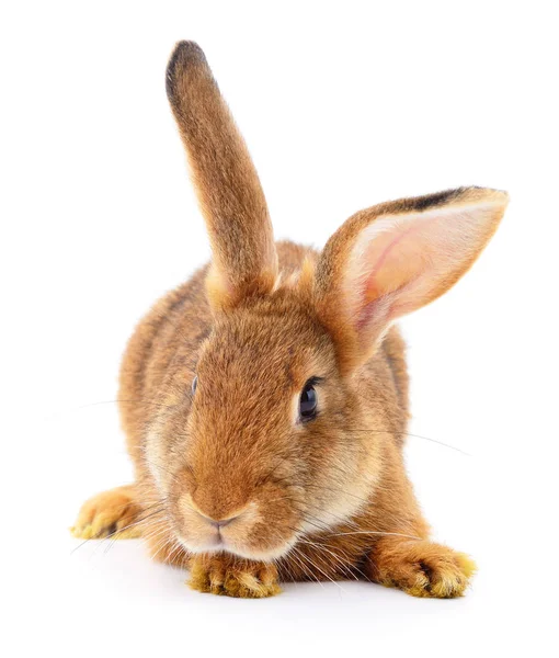 Conejo marrón sobre blanco . — Foto de Stock