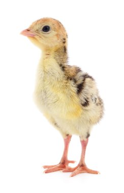 İzole tavuk Türkiye.