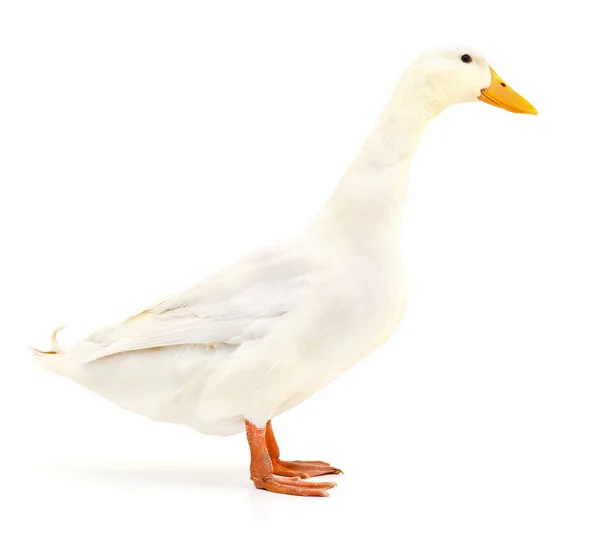 Duck on white. — Stok fotoğraf