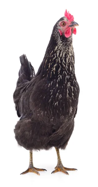 Schwarze Henne isoliert. — Stockfoto