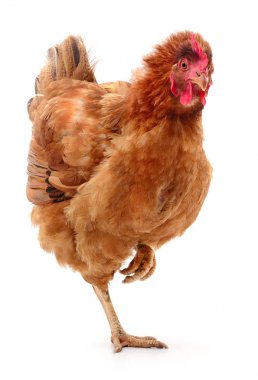 izole kahverengi tavuk.