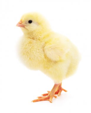 küçük sarı tavuk. 