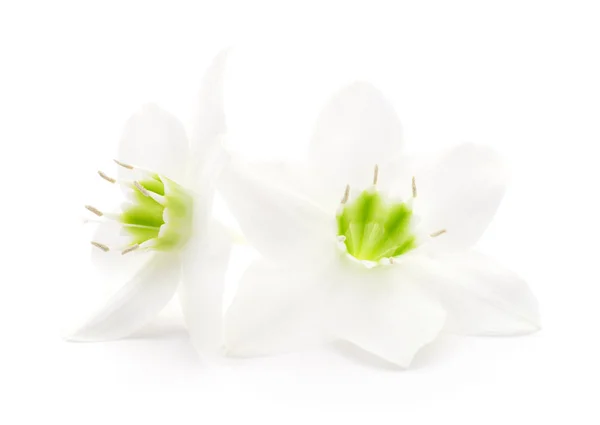 两朵白花. — 图库照片
