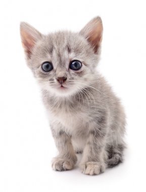 Beyaz arka planda izole edilmiş küçük gri kedi yavrusu.