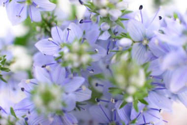 Beyaz arka plan üzerinde izole güzel mavi çiçekler.