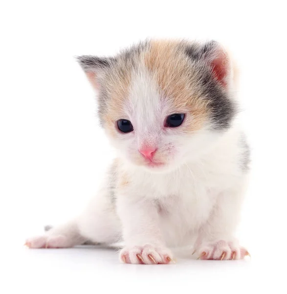Small Brown Kitten Isolated White Background — Stock Photo, Image