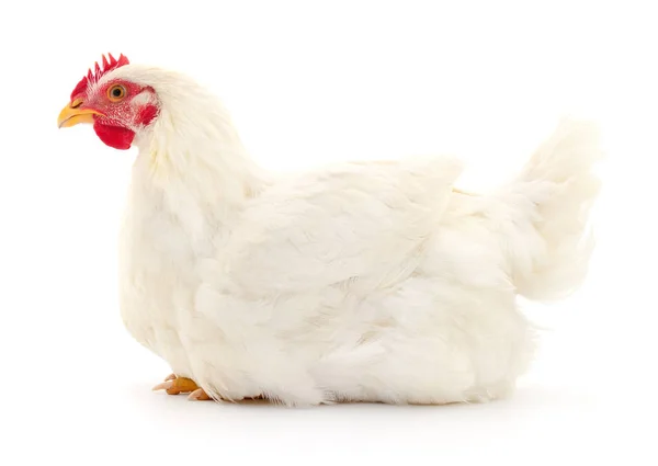 Young White Hen Isolated White Background — Stock Photo, Image