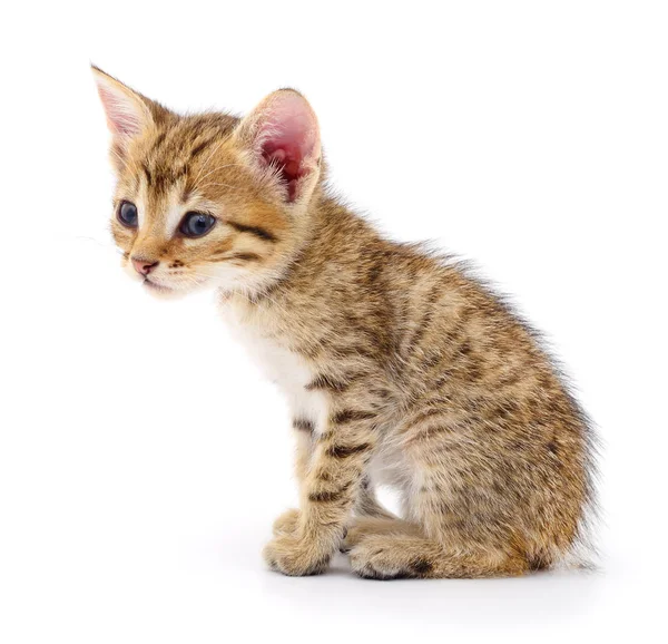 Petit Chaton Brun Isolé Sur Fond Blanc — Photo