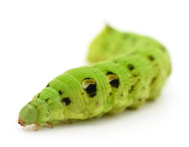 Yeşil tırtıl izole.