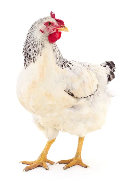 White hen isolated. — Stock Photo, Image