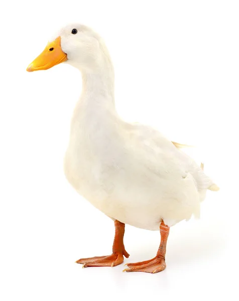 Duck on white. — Stock Photo, Image