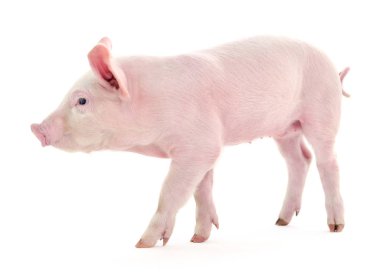 Beyaz üzerinde domuz