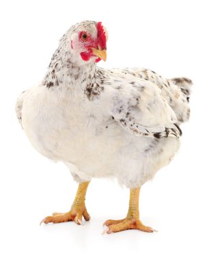 Beyaz tavuk izole.