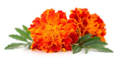 iki marigold çiçek.