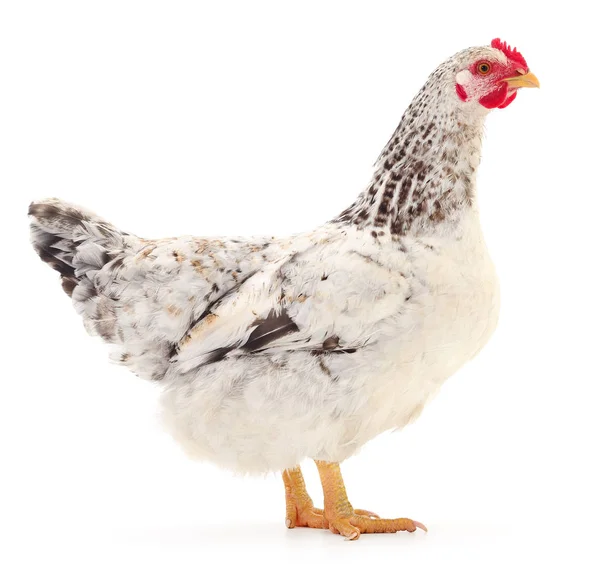 White hen isolated. — Stock Photo, Image