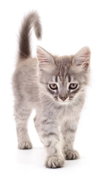 Kitten on white background. — Stock Photo, Image