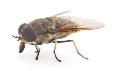 Kahverengi gadfly izole.