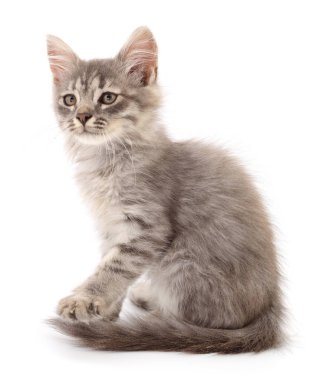 Beyaz zemin üzerinde kedi yavrusu.