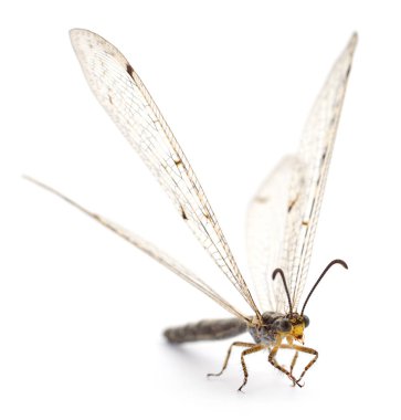 Yusufçuk damselfly izole.