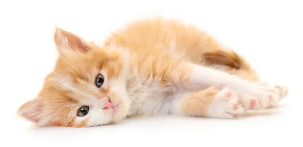 Malé hnědé kotě. — Stock fotografie