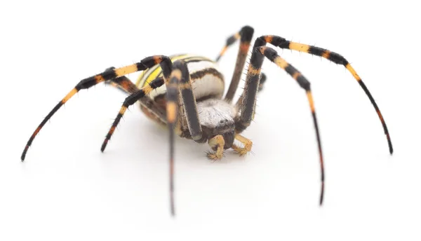 Żółty i brązowy pająk. — Zdjęcie stockowe