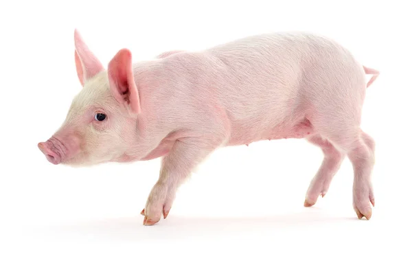 Cerdo sobre blanco — Foto de Stock