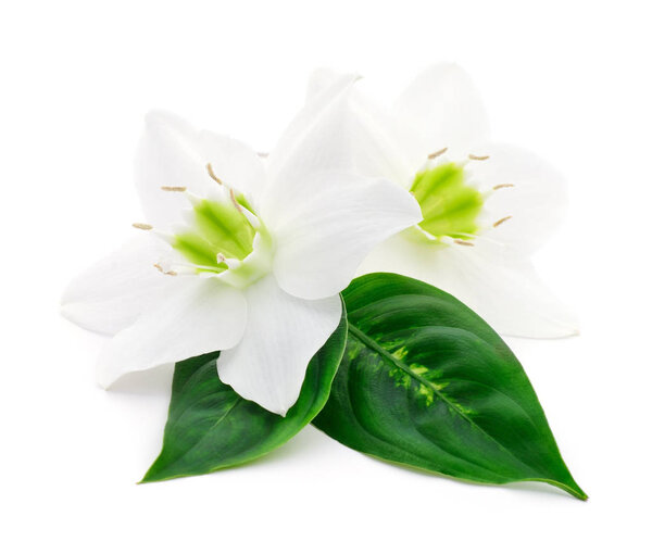 Два белых цветка
.