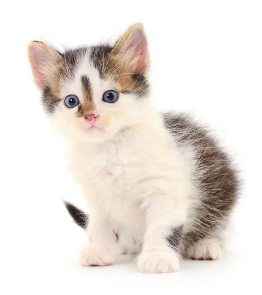 Beyaz zemin üzerinde kedi yavrusu.
