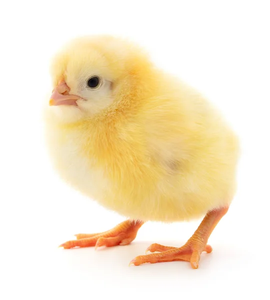 Μικρό κίτρινο κοτόπουλο — Φωτογραφία Αρχείου